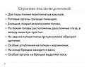 Строение пчелы медоносной