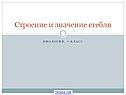 Строение и значение стебля