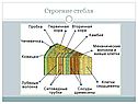 Биология стебель