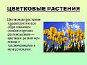 Цветковые растения