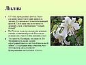Лилия