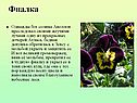 Фиалка