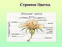 Строение цветка