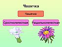 Чашечка
