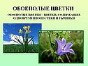 Обоеполые цветки