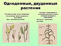Однодомные, двудомные растения