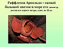 Раффлезия Арнольди