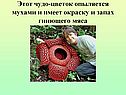 Чудо-цветок опыляется мухами