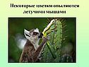 Некоторые цветки опыляются летучими мышами