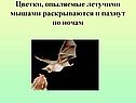 Цветки, опыляемые летучими мышами раскрываются и пахнут по ночам