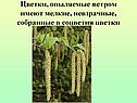 Цветки, опыляемые ветром