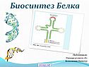 Биосинтез белка