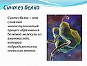 Синтез белка