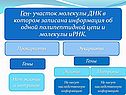 Прокариоты