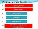 Биосинтез белка кратко