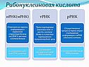 Рибонуклеиновая кислота
