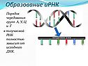 Образование иРНК