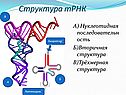 Структура тРНК