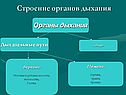 Строение органов дыхания