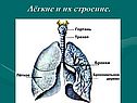 Лёгкие и их строение