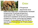 Слон