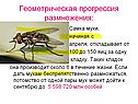 Геометрическая прогрессия размножения
