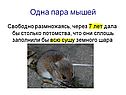Одна пара мышей