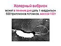 Холерный вибрион