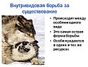Внутривидовая борьба за существование