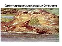 Демонстрация силы самцами бегемотов