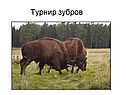 Борьба за существование по Дарвину