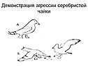 Демонстрация агрессии серебристой чайки