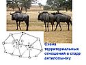 Схема территориальных отношений в стаде антилопы-гну