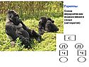 Гориллы