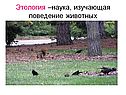 Этология –наука, изучающая поведение животных