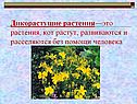 Дикорастущие растения