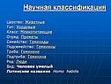 Научная классификация
