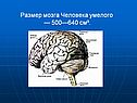 Размер мозга Человека умелого — 500—640 см