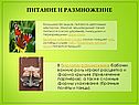Питание и размножение