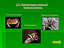 Презентация классов Членистоногих