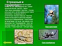 Страшные и ужасные