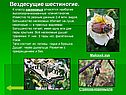 Вездесущие шестиногие