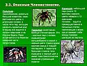 Опасные Членистоногие