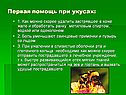 Первая помощь при укусах