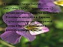 Анютины глазки