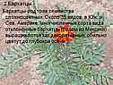 Бархатцы