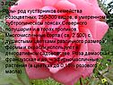 Розы
