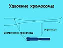 Удвоение хромосомы