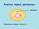 Клетка перед делением