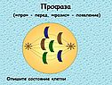 Профаза («про» - перед, «фазис» - появление)
